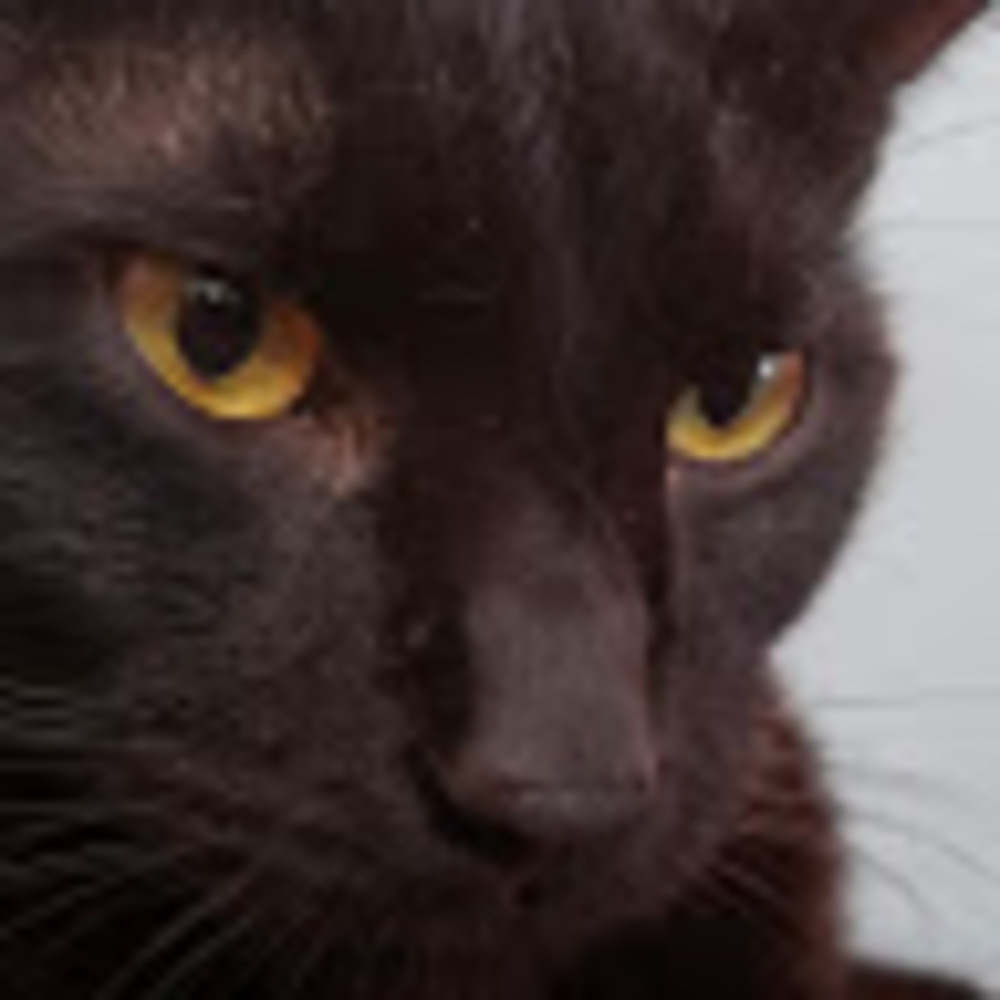 Meet your Posher, Silvestre